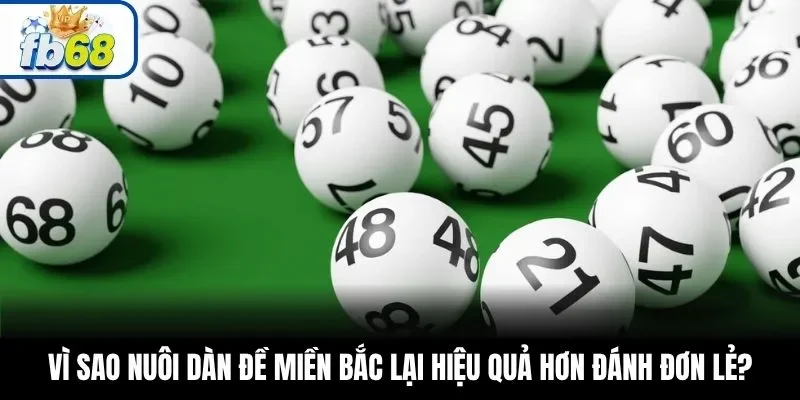 Vì sao nuôi dàn đề miền Bắc lại hiệu quả hơn đánh đơn lẻ?